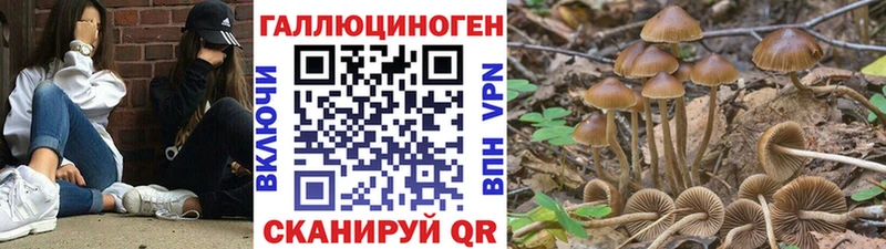 Псилоцибиновые грибы мицелий Кандалакша